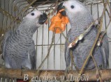 Жако и Амазоны птенцы выкормыши говорящие от заводчика / Краснодар