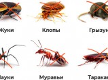 Отпугиватель насекомых, грызунов / Краснодар