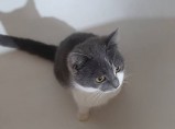 Котята / Родниковская