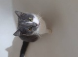 Котята / Родниковская