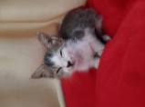 Котята / Родниковская