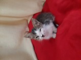 Котята / Родниковская