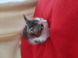 Котята / Родниковская